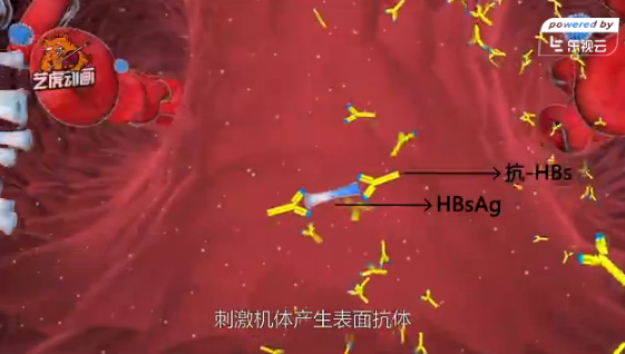 HBV免疫細(xì)胞醫(yī)學(xué)醫(yī)療動(dòng)畫(huà)